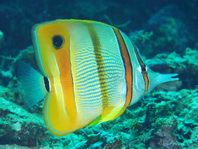 Beaked or Copperbanded Butterflyfish - Chelmon rostratus - Kupferstreifen Pinzettfisch 