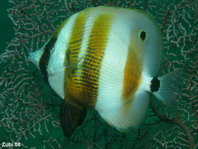 Orange-banded Butterflyfish (Goldengirdled coralfish) - <em>Coradion chrysozonus</em> - Augenfleck Coradion 