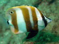Spotfin Butterflyfish - Chaetodon ocellatus - Flossenfleck- Falterfisch