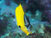 Long-nosed Butterflyfish - Forcipiger flavissimus - Röhrenmaul-Pinzettfisch
