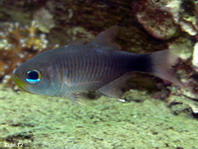 Duskytailed Cardinalfish - Archamia macroptera - Kardinalfisch (Kardinalbarsch)