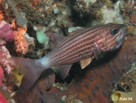 Intermediate Cardinalfish - Cheilodipterus intermedius - Kardinalfisch (Kardinalbarsch) 