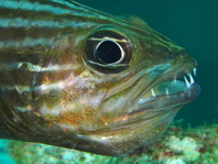 Tiger Cardinalfish - Cheilodipterus macrodon - Tiger Kardinalfisch (Kardinalbarsch) 