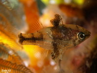 Weedy Cardinalfish - <em>Foa fo</em> - Fo's Kardinalfisch (Kardinalbarsch)