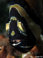 Eggs inside mouth of Banggai Cardinalfish - Pterapogon kauderni - Eier im Maul von einem Banggai Kardinalfisch