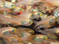 Black-nosed Cardinalfish - Rhabdamia cypselurus - Schwarznasen-Kardinalfisch