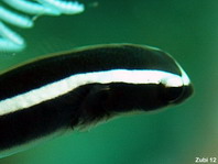 Oneline Clingfish - Discotrema monogrammum - Einlinien-Schildbauch