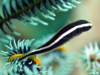 Crionid Clingfish - <em>Discotrema crinophila</em> - Haarstern-Schildbauch 