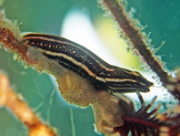 Crionid Clingfish - <em>Discotrema crinophila</em> - Haarstern-Schildbauch 