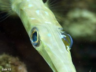 Reef Cornetfish (Smooth Flute Mouth) - <em>Fistularia commersonii</em> - Flötenfisch