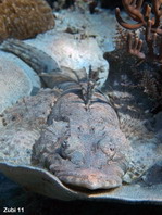 Beautford's Crocodilefish - <em>Cymbacephalus beauforti</em> - Braunkopf Krokodilfisch