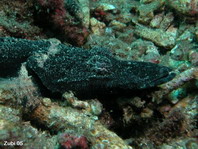 Black phase Beautford's Crocodilefish (Crocodile Flathead) - <em>Cymbacephalus beauforti</em> - Braunkopf Krokodilfisch, schwarze Variante 