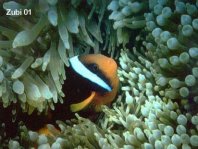 Dusky anemonefish - <em>Amphiprion melanopus</em> - Schwarzflossen Anemonenfisch