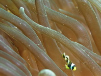 False clown anemonefish - <em>Amphiprion ocellaris</em> - Orange-Ringel Anemonenfisch