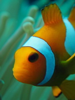 False clown anemonefish - <em>Amphiprion ocellaris</em> - Orange-Ringel Anemonenfisch