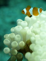 False clown Anemonefish (Clownfish) - <em>Amphiprion ocellaris</em> - Orange-Ringel Anemonenfisch (Clownfisch)