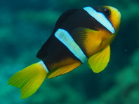 Oman Anemonefish - Amphiprion-omanensis - Oman Anemonenfisch