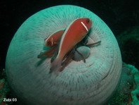 Pink Anemonefish - <em>Amphiprion perideraion</em> - Halsband Anemonenfisch