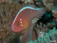 Pink anemonefish - <em>Amphiprion perideraion</em> - Halsband Anemonenfisch