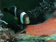 Saddleback anemonefish - Amphiprion polymnus - Sattelfleck Anemonenfisch
