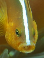 Orange Anemonefish - <em>Amphiprion sandaracinos</em> - Oranger Anemonenfisch