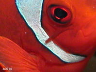 Spinecheek anemonefish (Maroon Clownfish) - <em>Premnas biaculeatus</em> - Stachel Anemonenfisch