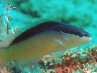 Blackstripe Dottyback - Pseudochromis perspicillatus - ückenstreifen-Zwergbarsch