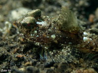 Superb Dragonet (stinkfish) - Callionymus superbus - Leierfisch