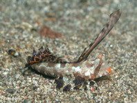 Orange and black dragonet juvenile about 3cm - <em>Dactylopus kuiteri</em> - Kuiters Leierfisch Jungtier ca. 3cm