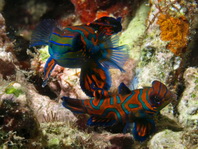 mating Mandarinfish - <em>Synchiropus splendidus</em> - Mandarin Leierfisch mating - <em>Synchiropus splendidus</em> - Paarende Mandarinfisch