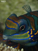 Mandarinfish - <em>Synchiropus splendidus</em> - Mandarinfisch