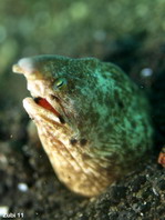 Marbled Snake Eel - Callechelys marmorata - Marmor Sand-Schlangenaal
