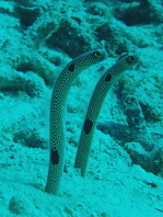 Spotted garden eel - Heteroconger hassi - Ohrfleck Röhrenaal