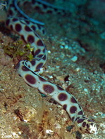Spotted snake-eel - Myrichthys tigrinus - Gefleckter Schlangenaal