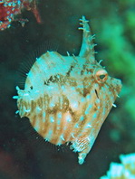 Radial Filefish - Acreichthys radiatus - Radial-Feilenfisch
