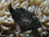 Seagrass Filefish (Bristle-tailed) black coloring - <em>Acreichthys tomentosus</em> - Seegras Feilenfisch schwarze Färbung 