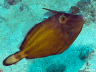 Spectacled filefish - Cantherhines fronticinctus - Weissbürzel-Feilenfisch