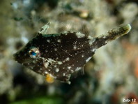 Whitebar Filefish (Pig faced leather jacket) - Paramonacanthus choirocephalus - Weissstreifen-Feilenfisch