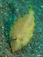 Estuary Filefish - Paramonacanthus tricuspis - Ästuar Feilenfisch