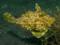 Smallspotted leatherjacket (Strap-weed File-fish) - Pseudomonacanthus macrurus - Algen-Feilenfisch