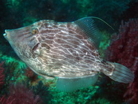 Reticulated Leatherjacket (Filefish) - Stephanolepis diaspros - Netz-Feilenfisch