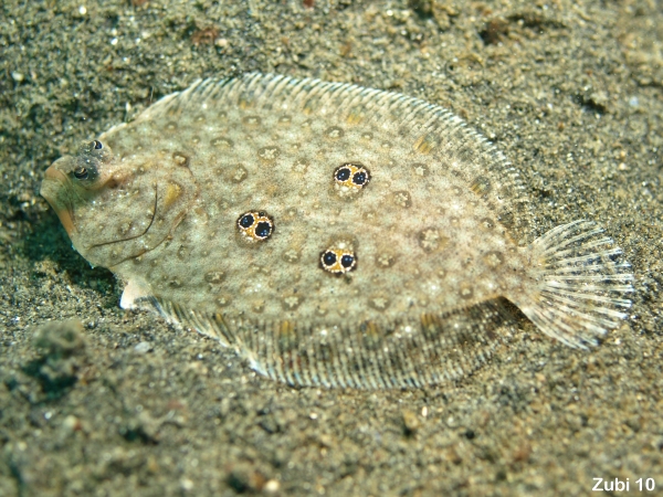 Ocellated Flounder (Sand Flounder) - Pseudorhombus dupliciocellatus (Paralichthydiae ) - Ocellus Flunder