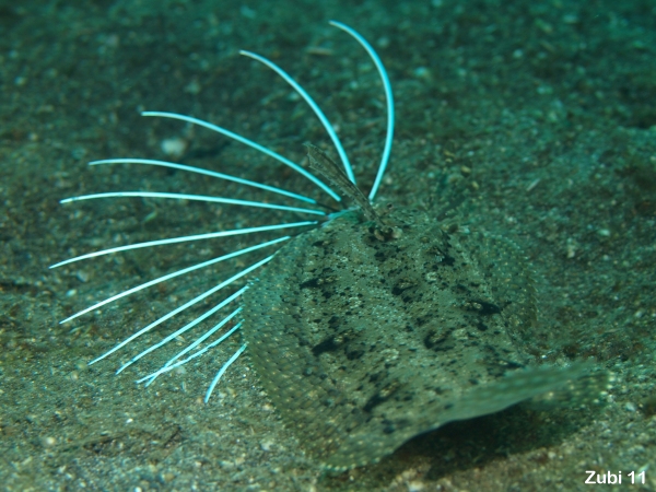 Cockatoo Flounder - <em>Samaris cristatus</em> - Kakadu-Flunder 