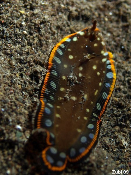 Juvenile Sole (might mimic a flatworm) - <em>Soleichthys sp1</em> - Jungtier Seezunge (gefärbt wie ein Plattwurm)