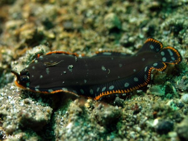 Juvenile Sole (might mimic a flatworm) - <em>Soleichthys sp1</em> - Jungtier Seezunge (gefärbt wie ein Plattwurm)