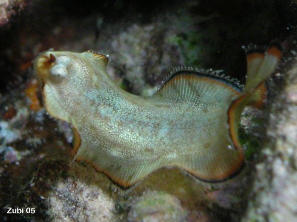 Juvenile Sole - Soleichthys sp2 - Jungtier Seezunge 