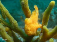 Giant frogfish - Antennarius commerson (commersonii) - Riesen Anglerfisch
