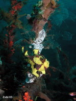 Warty frogfish (Clown frogfish) - <em>Antennarius maculatus</em> - Warzen Anglerfisch 