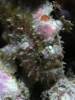 Spotfin frogfish - Antennarius nummifer - Rückenfleck Anglerfisch 