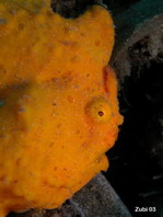 Painted frogfish - <em>Antennarius pictus</em> - Rundflecken Anglerfisch